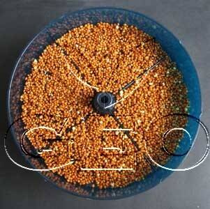 Kiełkownica poziomowa GEO PLUS, bez BPA, Bavicchi (TZZ0870)